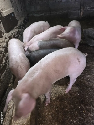 soldani de vanzare  - imagine 4