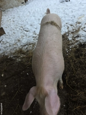 soldani de vanzare  - imagine 3