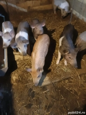 se vand! au 9 si 12 saptamani - imagine 2