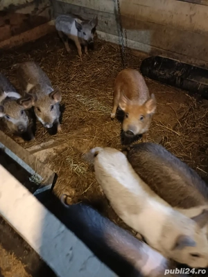 se vand! au 9 si 12 saptamani