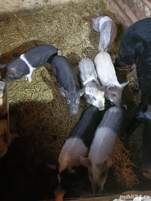 se vand! au 9 si 12 saptamani - imagine 3