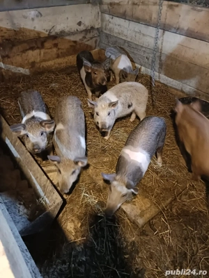 se vand! au 9 si 12 saptamani - imagine 4