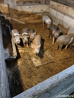 se vand! au 9 si 12 saptamani - imagine 5