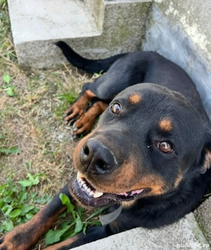 Rottweiler Adopție 