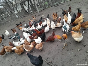 Găini și rațe de vânzare!!! - imagine 2