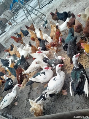 Găini și rațe de vânzare!!! - imagine 3
