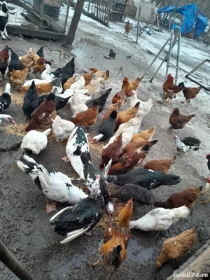 Găini și rațe de vânzare!!!