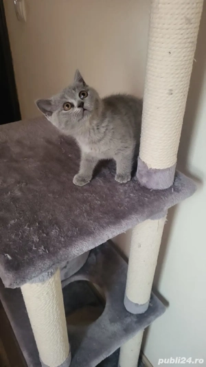 pisoi british short hair 2 luni