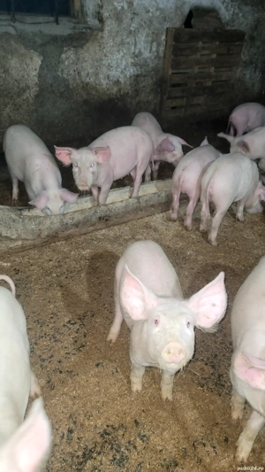 Purcei de vanzare - imagine 3