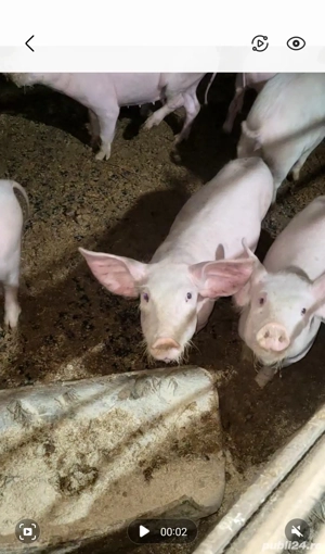 Purcei de vanzare - imagine 2