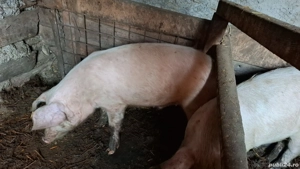 porci de vanzare 