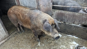 Porc de carne de tăiat  - imagine 3