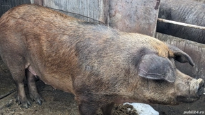 Porc de carne de tăiat  - imagine 2