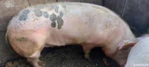 Porci tineri din gospodarie