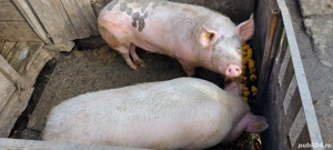 Porci tineri din gospodarie - imagine 3