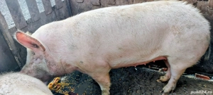 Porci tineri din gospodarie - imagine 2