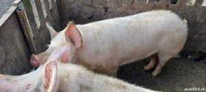 Porci tineri din gospodarie - imagine 5