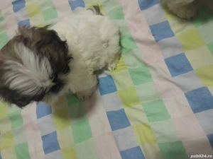 Catelusi dragalasi și iubitori!