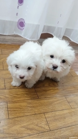 Bichoni Maltezi - imagine 2