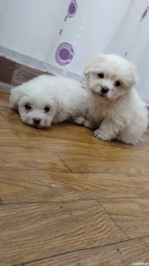 Bichoni Maltezi - imagine 4