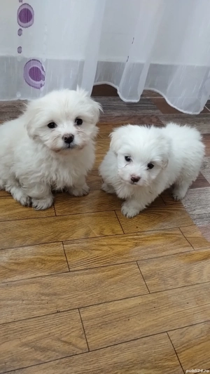 Bichoni Maltezi - imagine 3