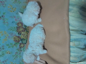 Catelusi dragalai,iubitori și jucăuși!