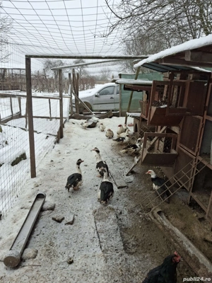 vand rate mute - imagine 3