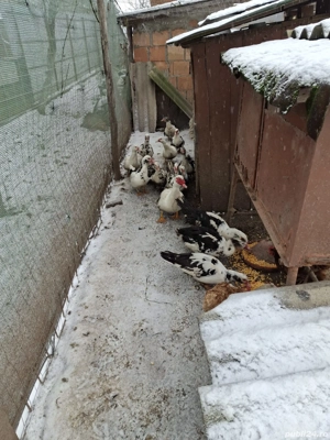 vand rate mute - imagine 2