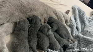 pisici british shorthair - imagine 3