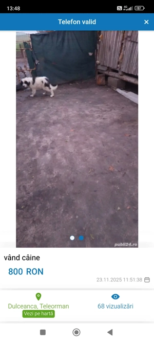 vând câine ciobănesc de bocuvina 