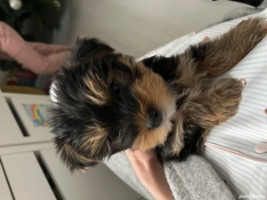  Pui Yorkshire Toy de vânzare 