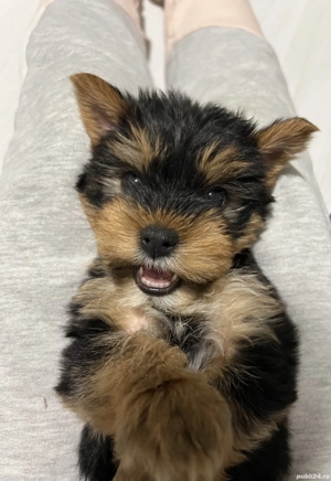  Pui Yorkshire Toy de vânzare  - imagine 2