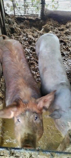 Porci de vânzare  - imagine 4