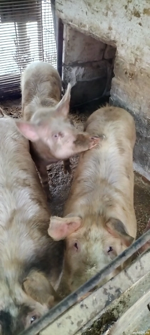 Porci de vânzare  - imagine 2