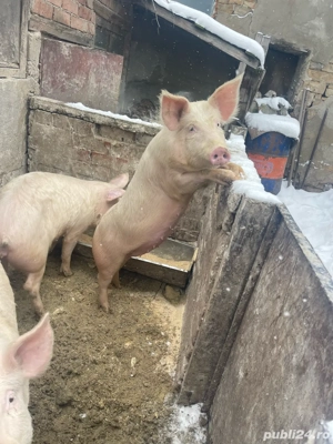 vand purcica in jur de 80 kg - imagine 2