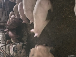 Vand purcei 30-70kg - imagine 4