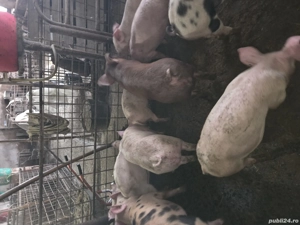 Vand purcei 30-70kg - imagine 2