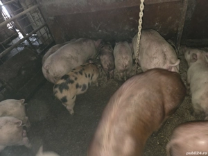 Vand purcei 30-70kg - imagine 3