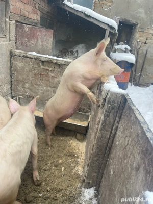 vand purcica in jur de 80 kg