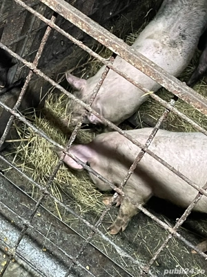 Purcei 35 40 kg pietreni  - imagine 3