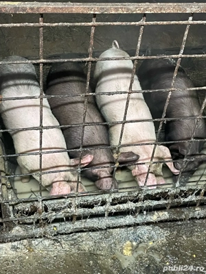 Purcei 35 40 kg pietreni  - imagine 2