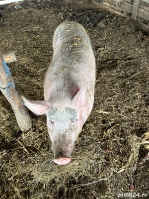 Vand porc  - imagine 5