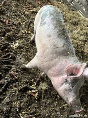 Vand porc  - imagine 2