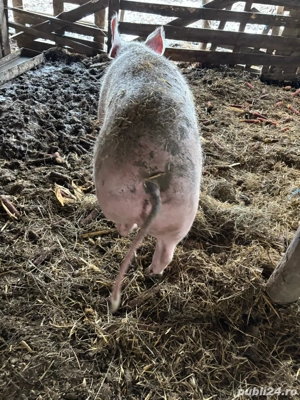 Vand porc  - imagine 4