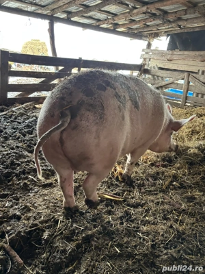 Vand porc  - imagine 3