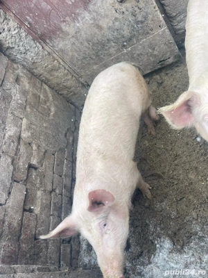 vand mascur in jur de 70 -80 kilograme  - imagine 2