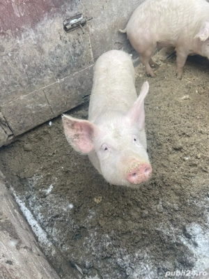 vand mascur in jur de 70 -80 kilograme 