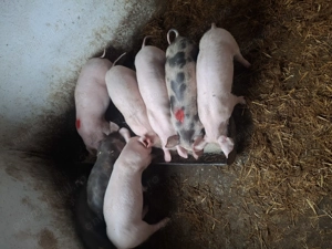 Purcei de vanzare. - imagine 2