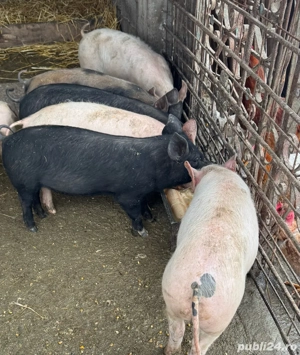 Grăsuni de vânzare