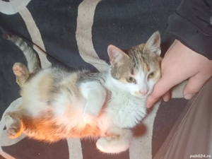 Donez pisica inavatata la litiera  - imagine 2